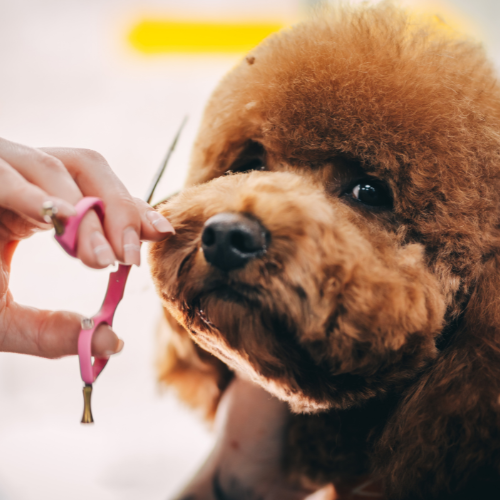 Email Pictures Email Pictures